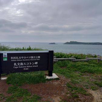 礼文島北限