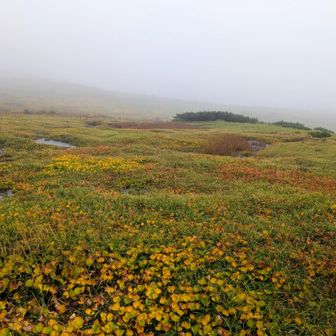 ２日目ほ朝から雨☔
すっかり秋めいてます。

浄土山に行く予定でしたがかなり降っていたので朝食後にみくりが池方面に散歩してから帰ることに。
せめて雷鳥見れたらいいなぁ🐦と思いながら歩きます。