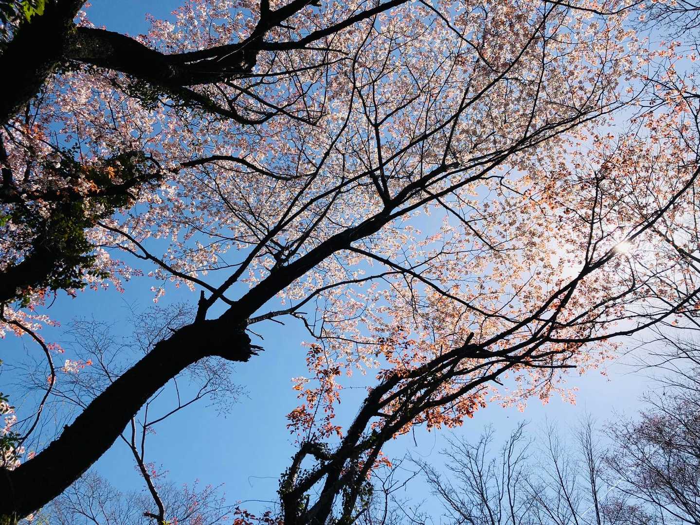 二上山 往復コースの写真