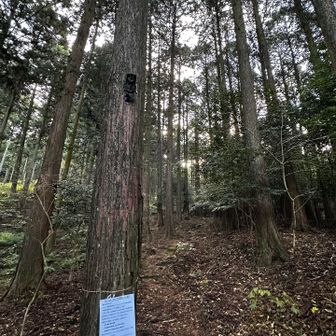 整備されていて気持ち良く散策