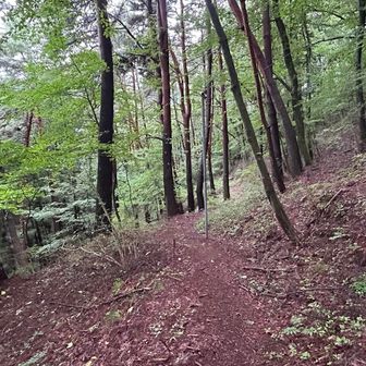 参道は下草も少なく良く整備されています