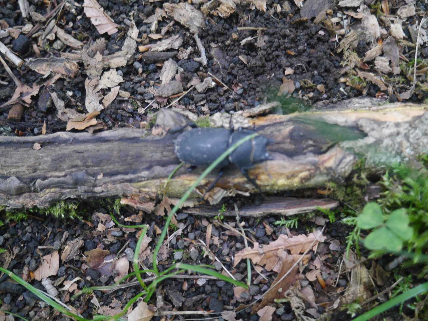 クワガタムシかな