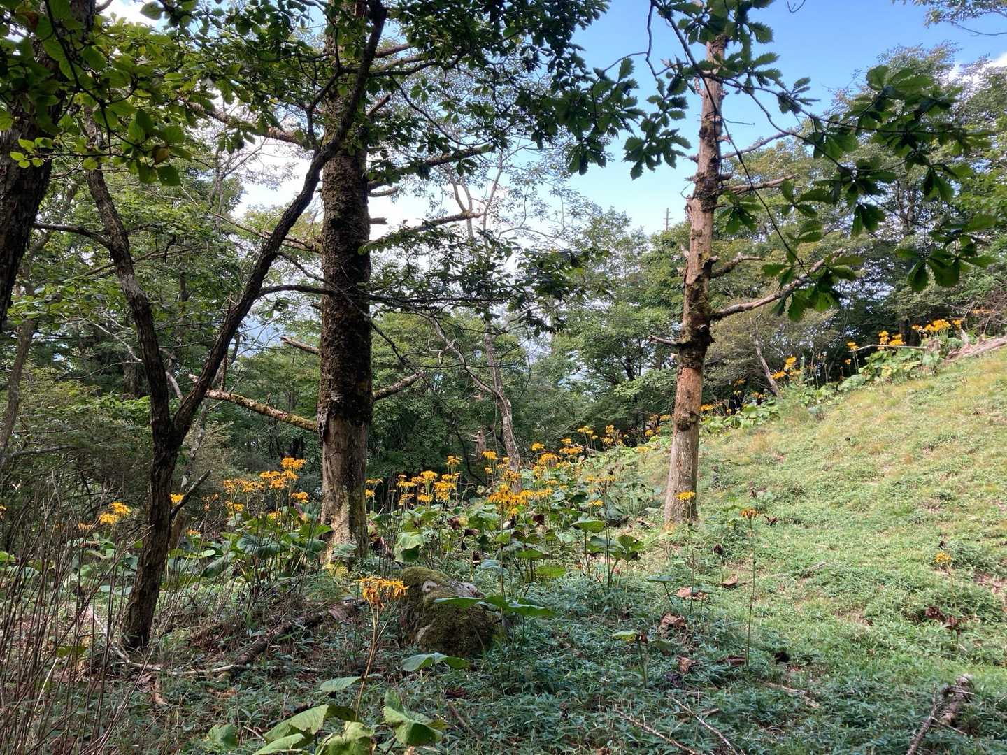 柳沢峠-六本木峠-寺尾峠-丸川峠-大菩薩嶺 往復コースの写真