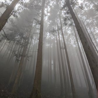 モヤに癒される✨️