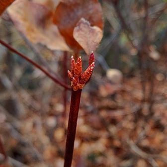 アカヤシオ
先端の葉芽に力強さを感じます