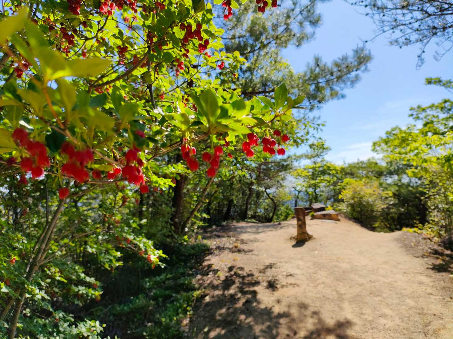鬼城山-高石垣 往復コースの写真
