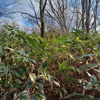 笹で道がない❗