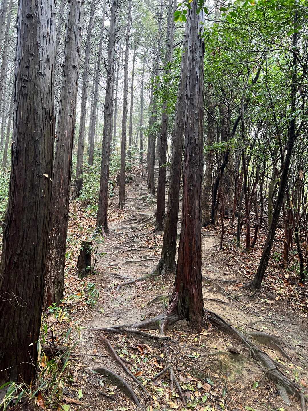 雲附登山口-石鎚神社-雲附山-白羽峠 往復コースの写真