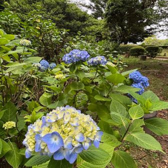 こちらは紫陽花がいい感じ💙