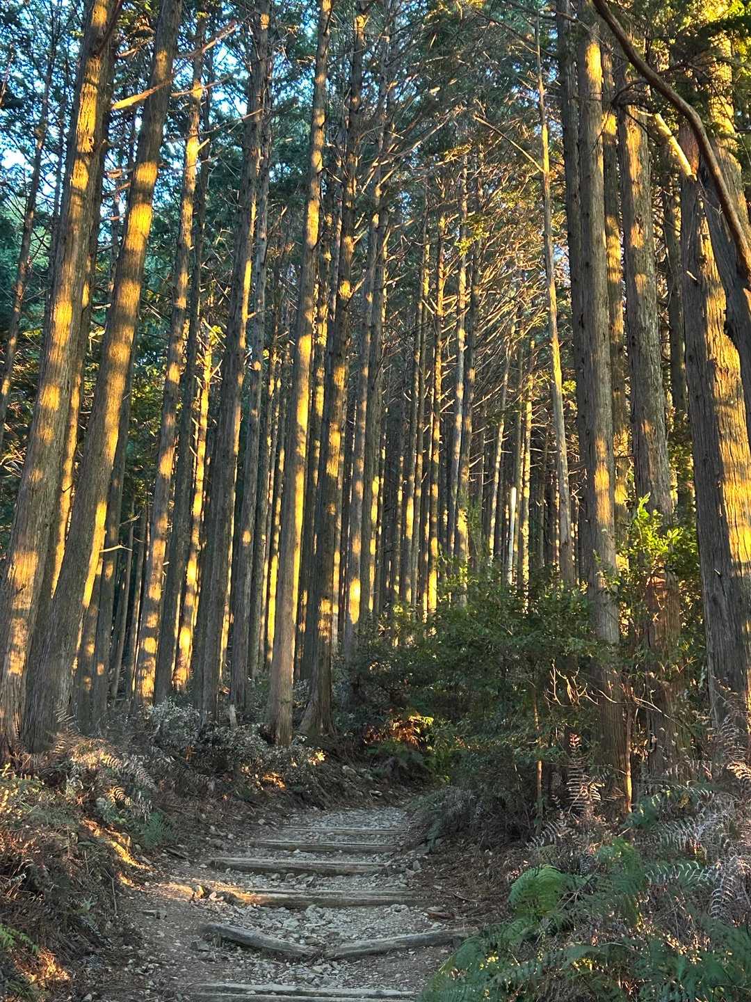 参道入口-秋葉山 往復コースの写真
