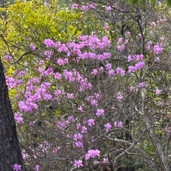 きれいに咲いてた！