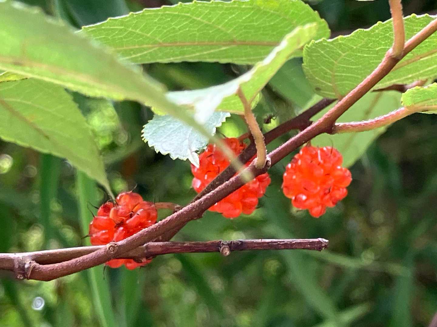 ヒメコウゾの実らしいです
オレンジで小さくて可愛いね·͜·ᰔᩚ