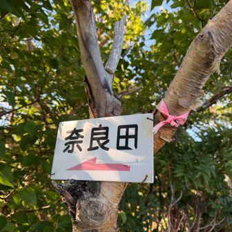 ダイレクト尾根を下りる