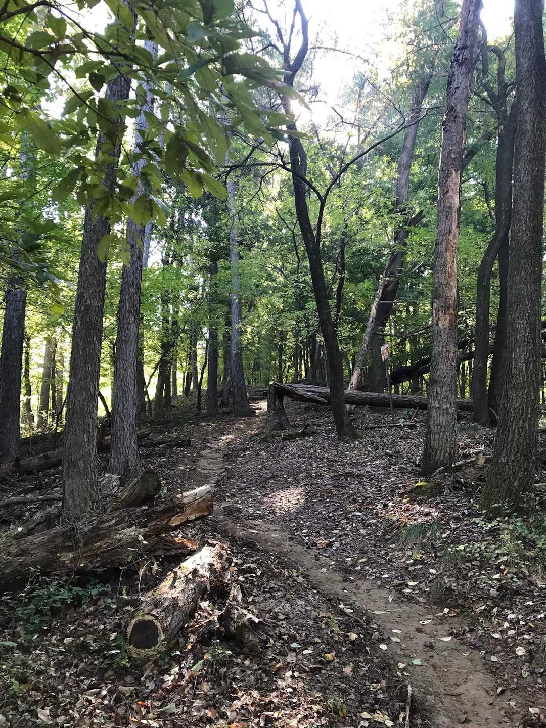 かなり整備されていて登山道というより遊歩道