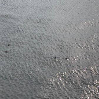 カモが何羽も泳いでる