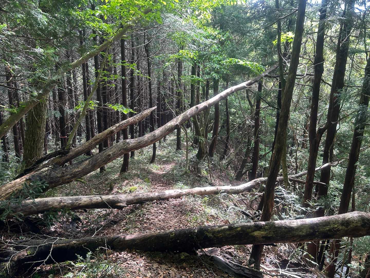 鶏峠-笠ヶ森山 周回コースの写真