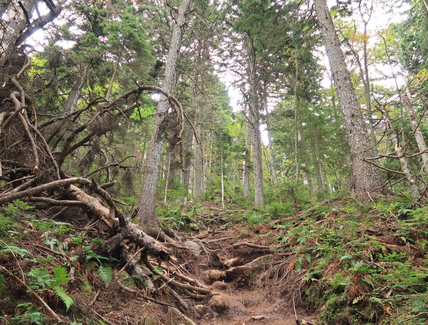 イイ感じの登りが続きます💦