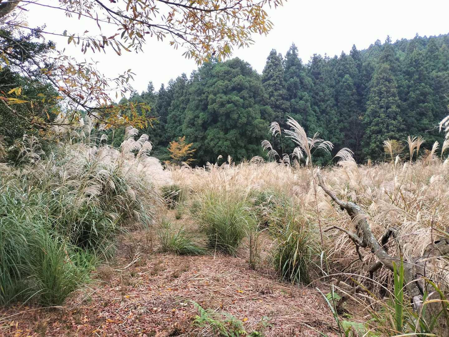 アヤメ池はススキ🌾だらけ。