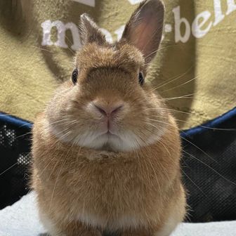 ヤンクロフスキ3世