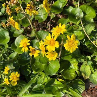 つわぶき　ビタミンカラー🟡