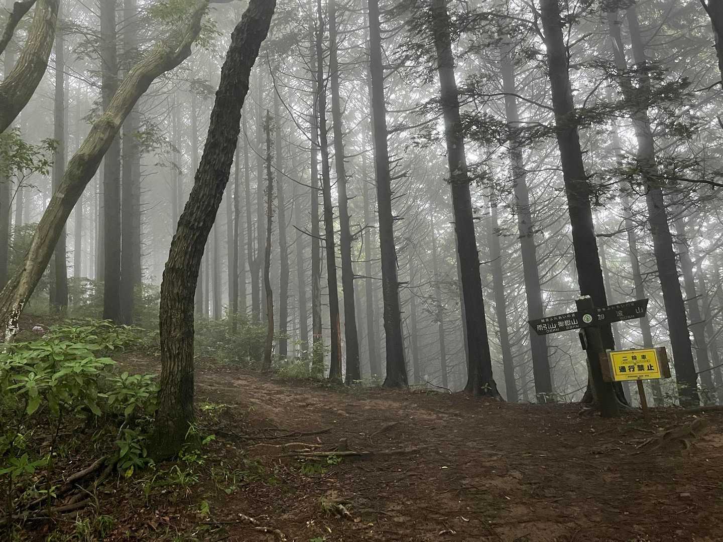霧が出ると雨でも楽しくなる