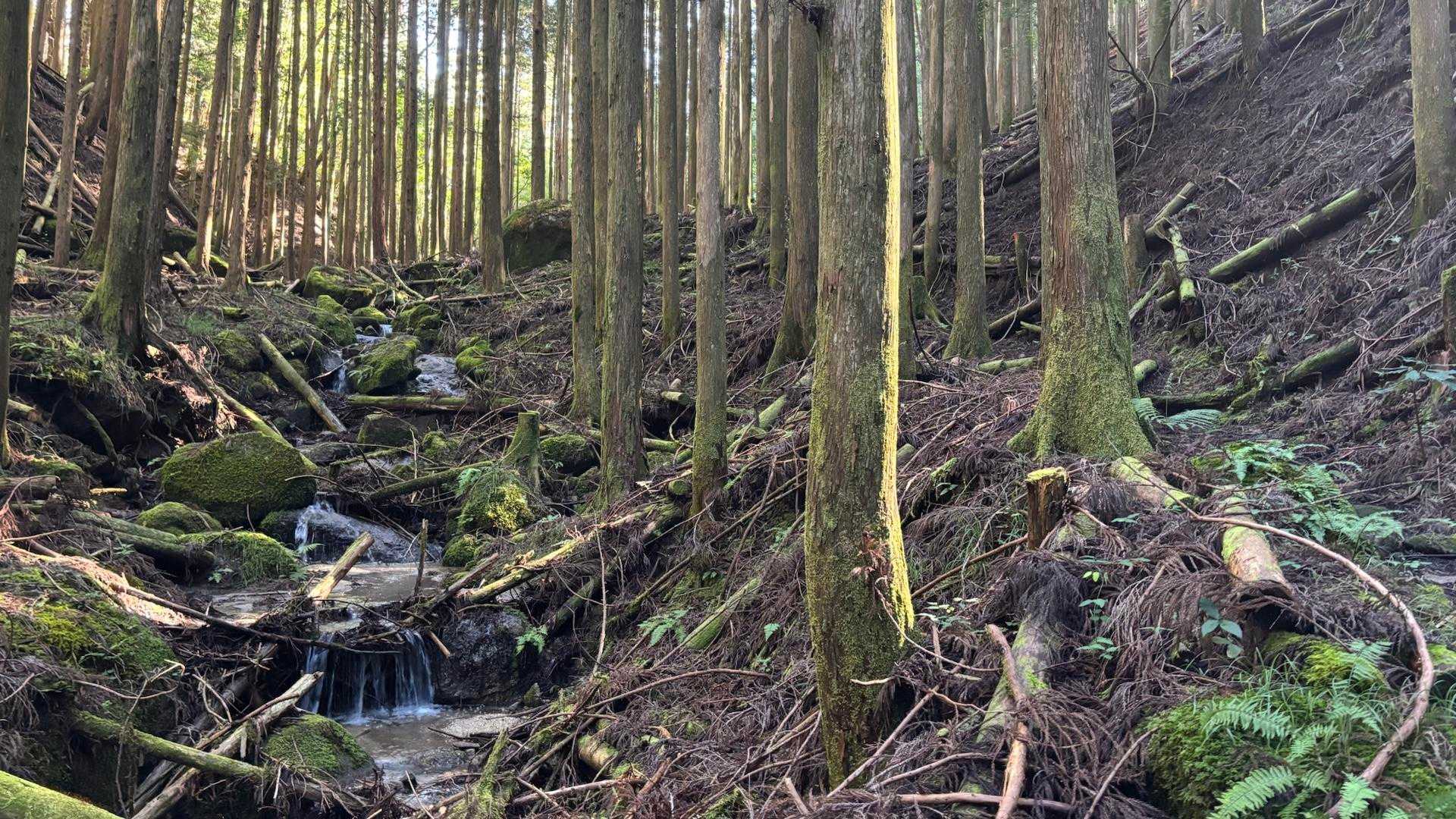 沢沿いを登っていきます