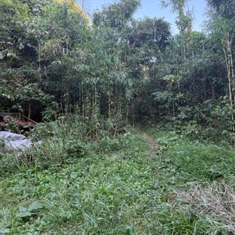 左にガッツリ道があるのだけど、この真ん中右が大楠山への道です。