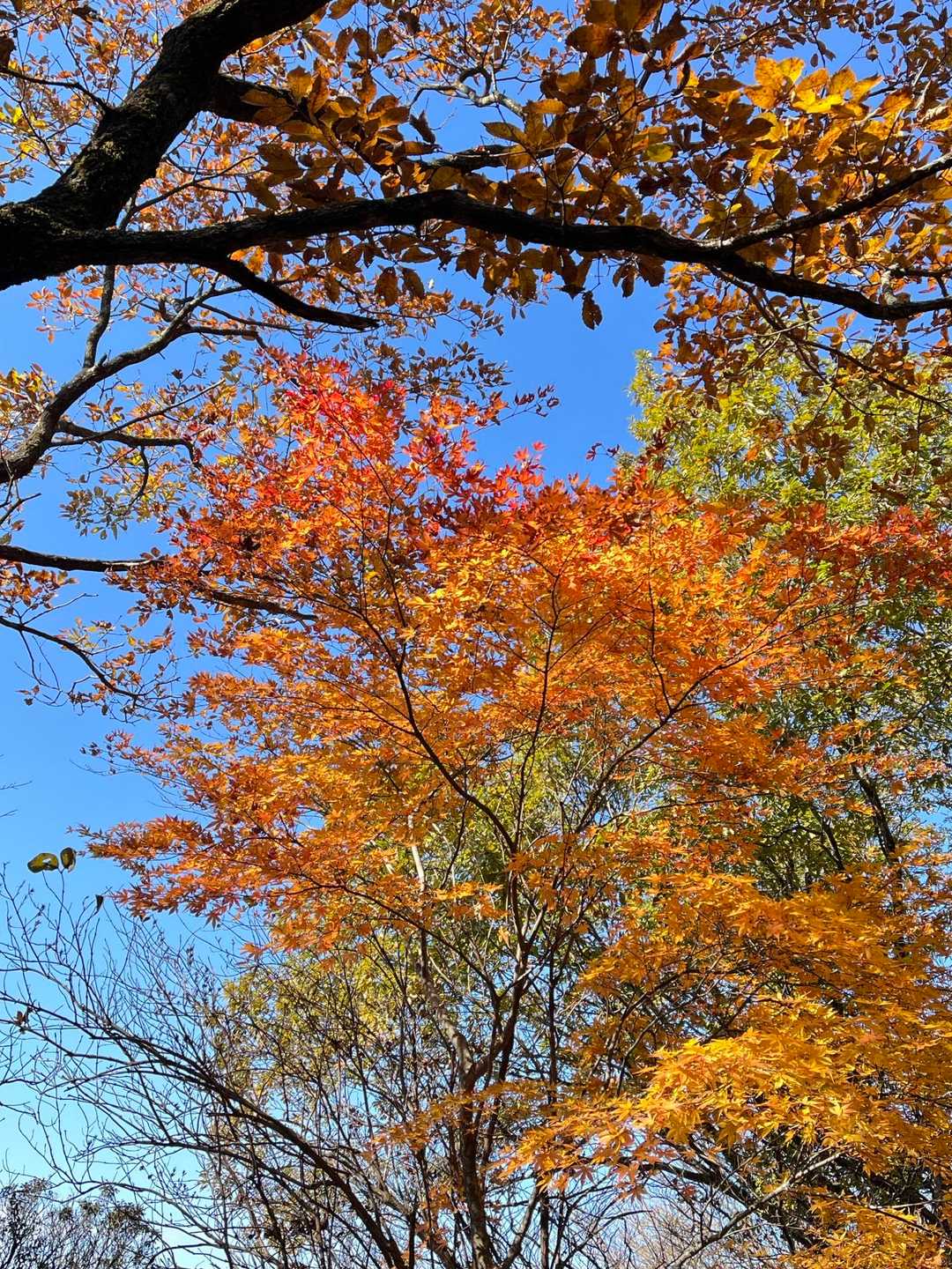 少ないながらも、キレイな紅葉もありました😍
