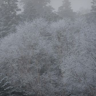 下は雲海の下に入りこんな時間でも霧氷が残っていた
