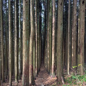そこから見た並木道。
こうして写真を振り返っても下から見ながら歩いてきた並木道の方が好きでした😊