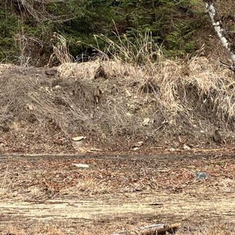 お猿6匹発見！！