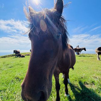 寄ってきた🐴