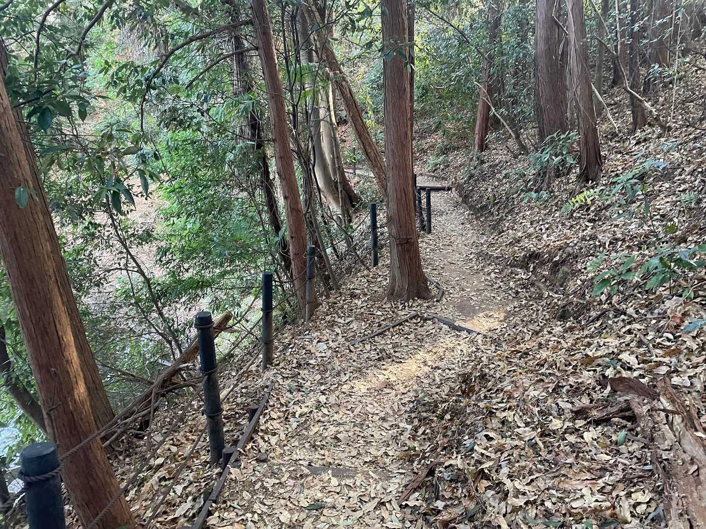 震生湖周りのトレイル。結構いい感じ