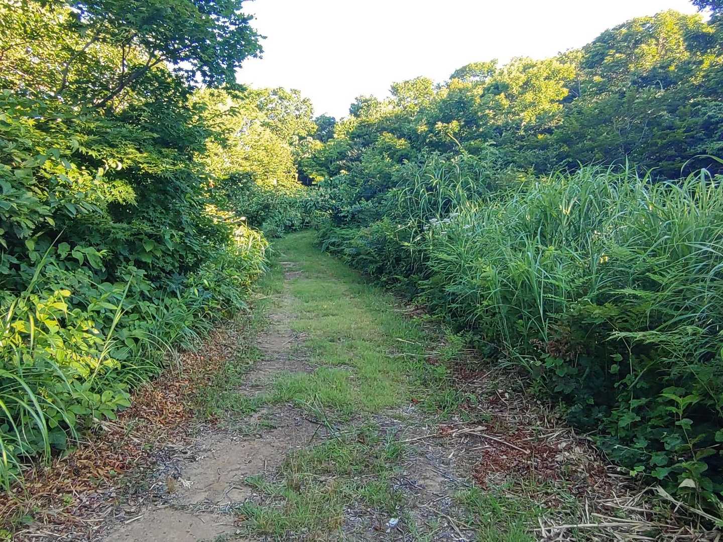 歩き易すぎる道を行く