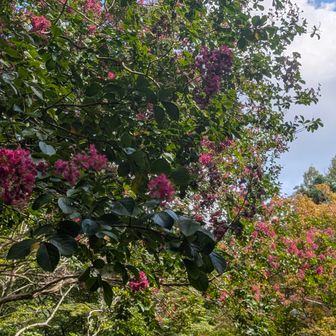 紫陽花に代わって
百日紅ロード💕