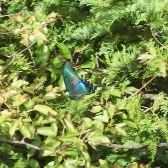 ベテランの方と話しているとき、おそらくミヤマカラスアゲハが前を通ったので、慌ててカメラで撮影📷次はちゃんと撮りたい！