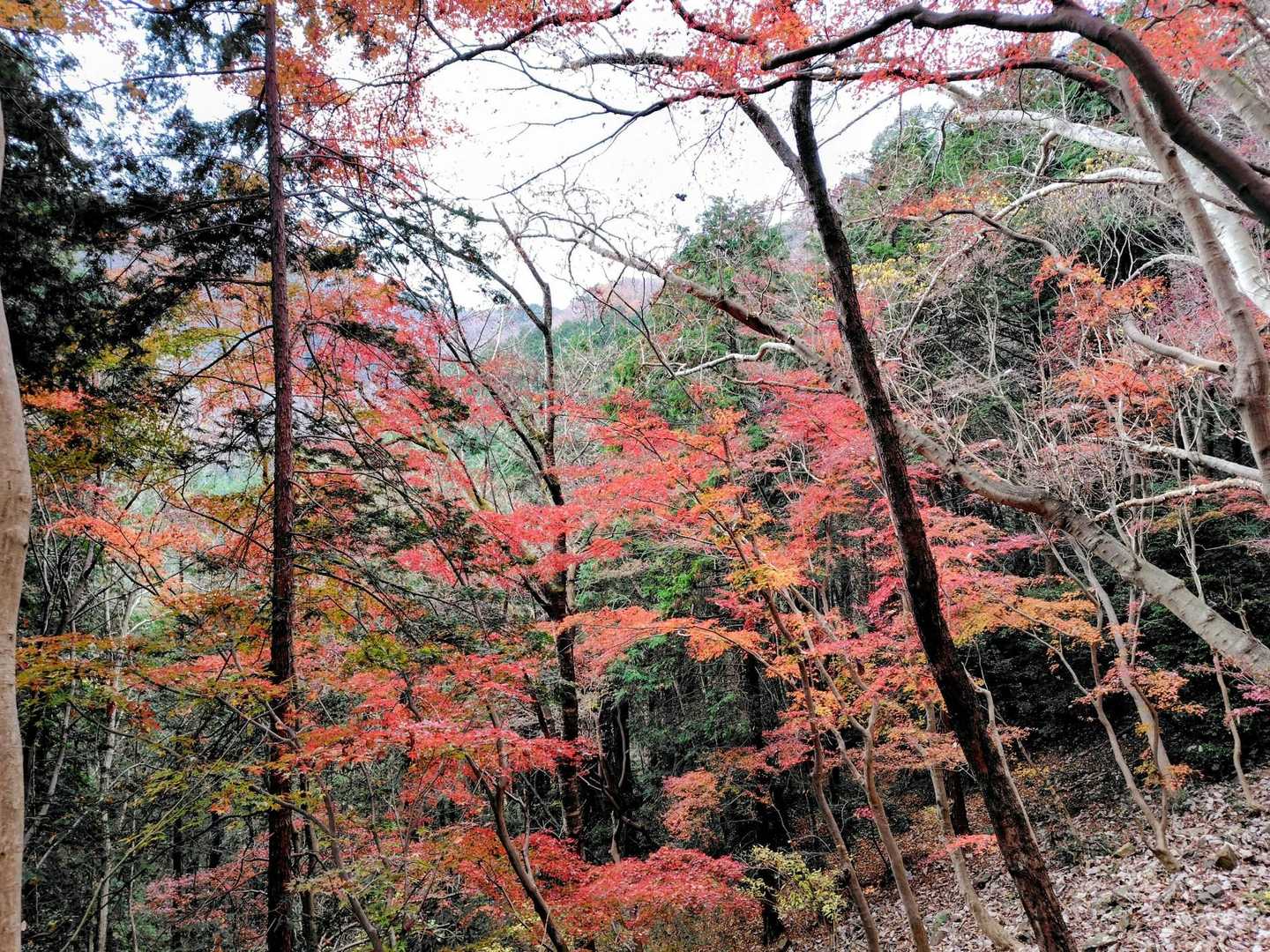 この時はまだ呑気に紅葉🍁などを眺めてますが…　