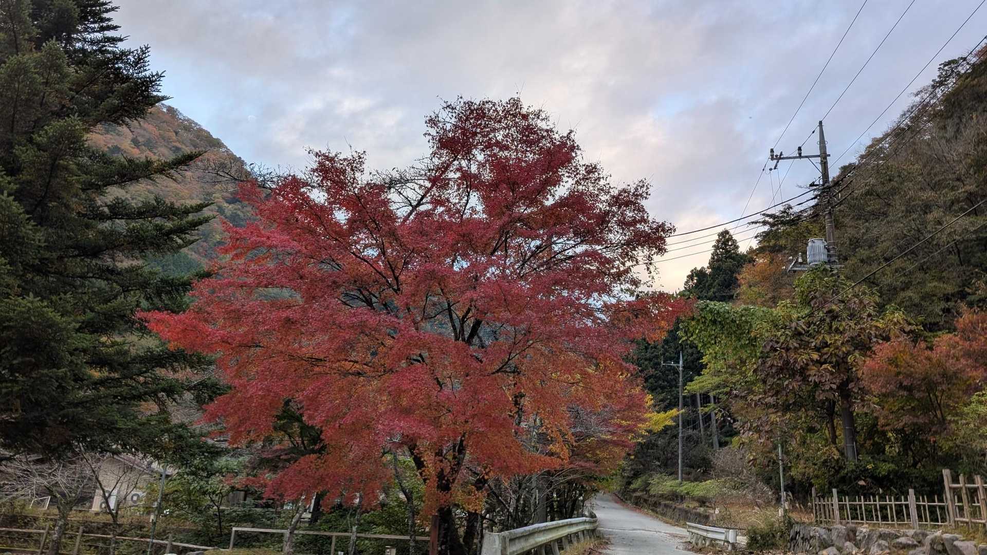 紅葉は麓がいい感じでした