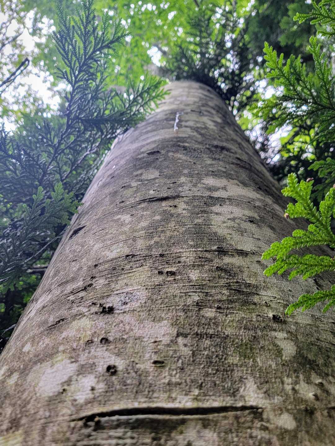 上を見るとヒバに紛れて立派なブナが🌳
