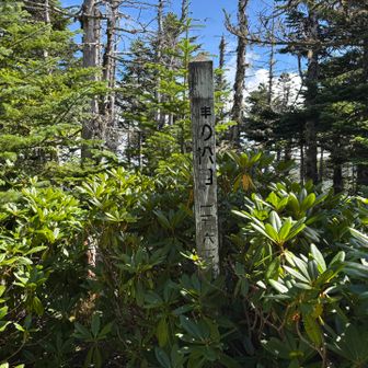 峰の松目　　
オーレン小屋の看板には「峰の松目から八つの峰が見える」って書いてあり、楽しみにし登りました。しかし、、、
樹林に覆われていて眺望はありませんでした😨
しかも、ここが一番急登💦