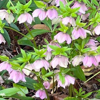 クリスマスローズ