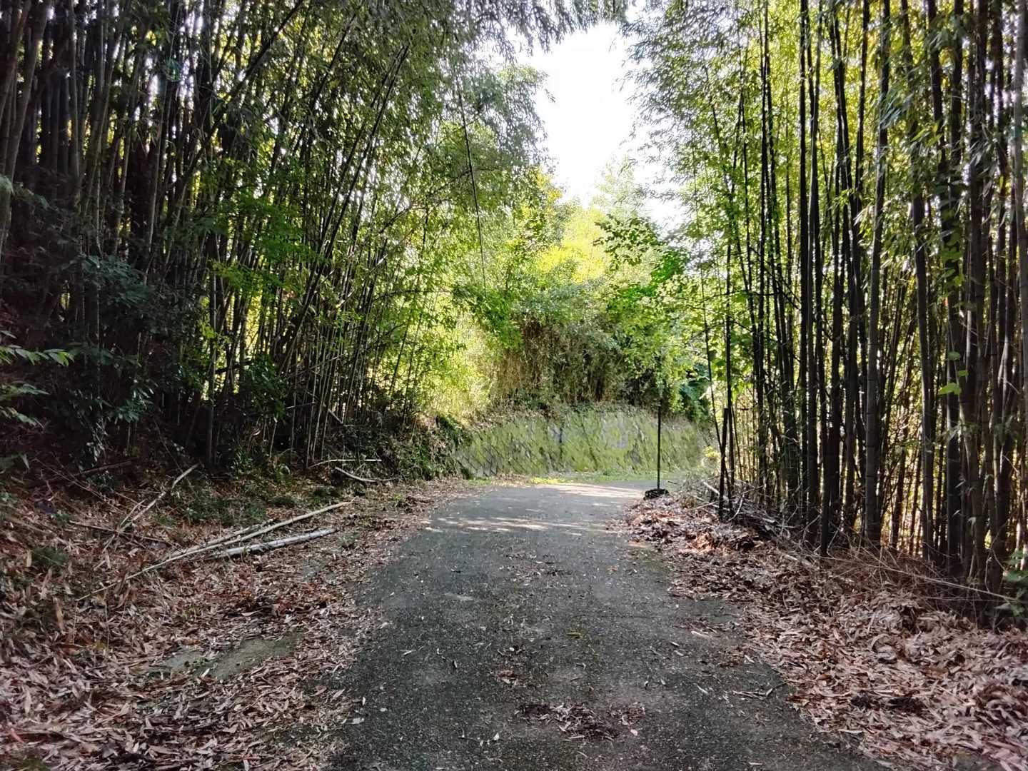 竹林を通ります