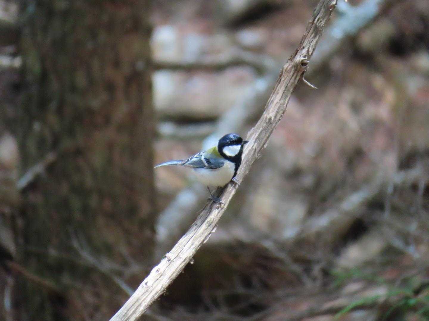 たくさん鳴いてました