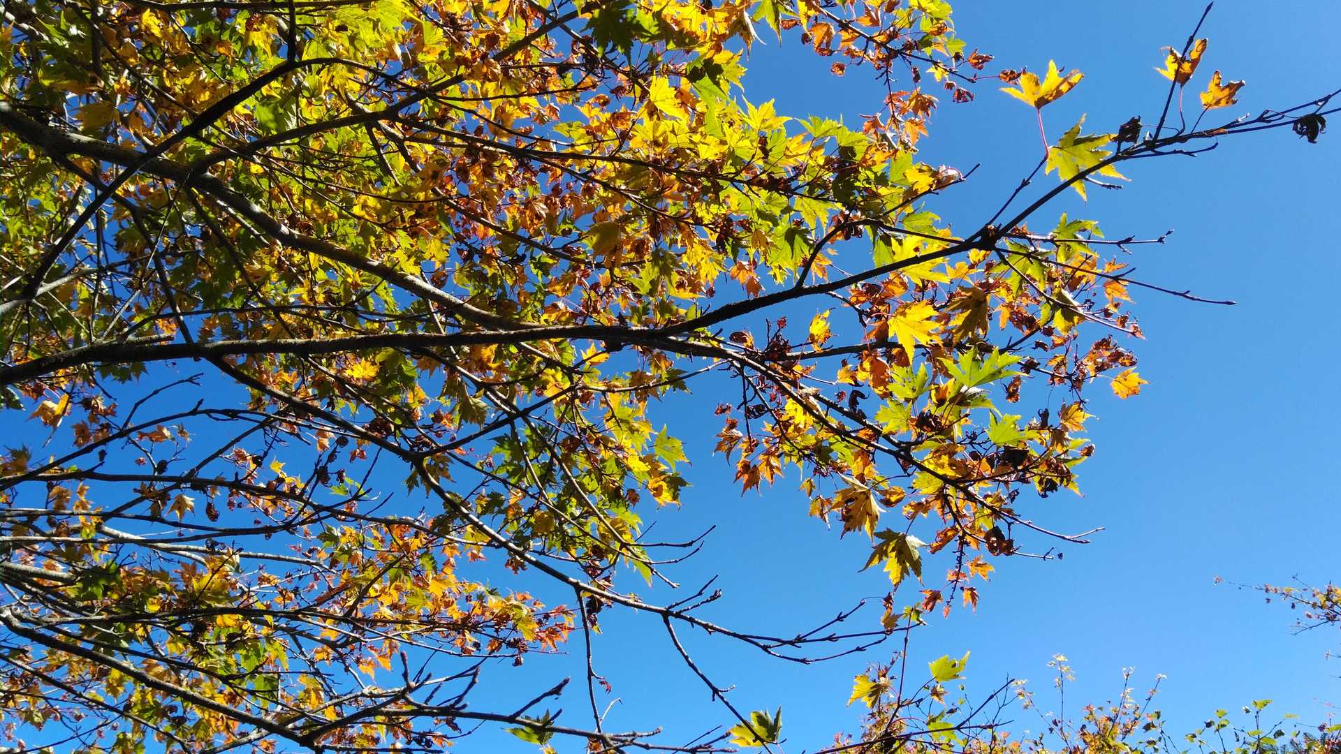 Skyblueに紅葉🍁艶やか‼️