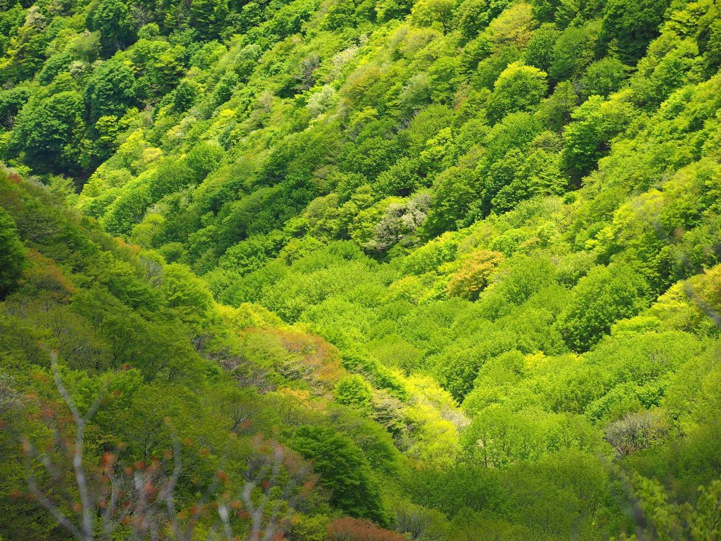 渓の新緑が綺麗