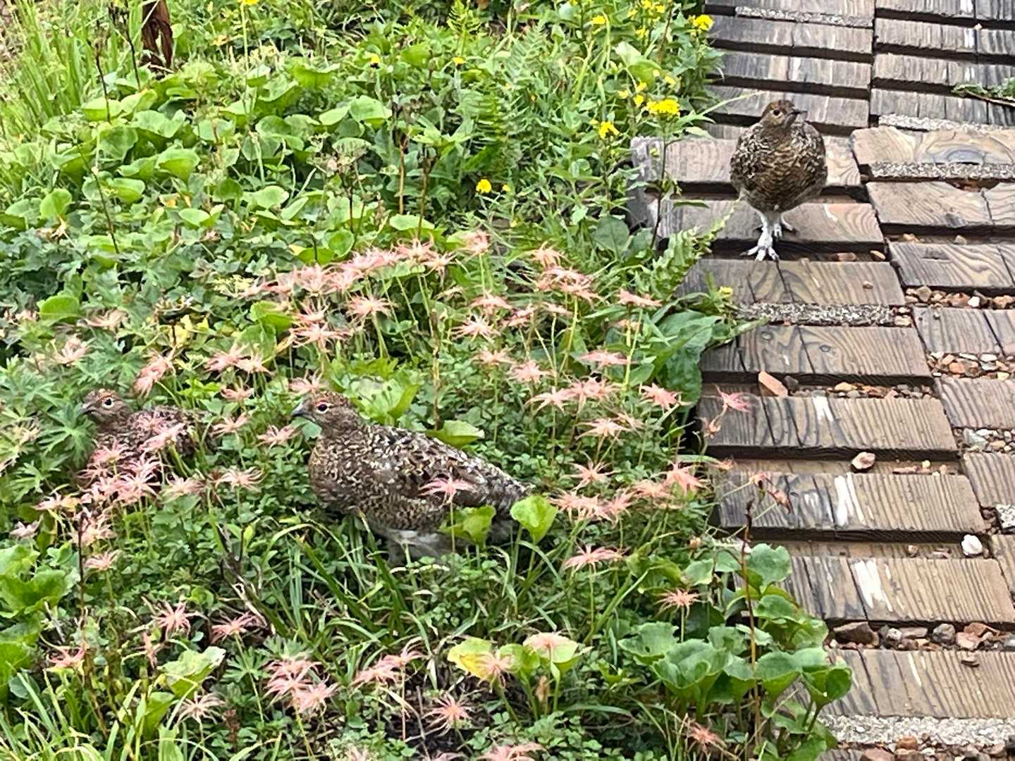 戻りがけにも雷鳥さん🤗