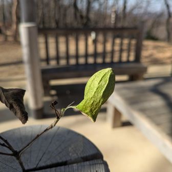 東屋に誰かが生けた繭。ウスタビガかな？