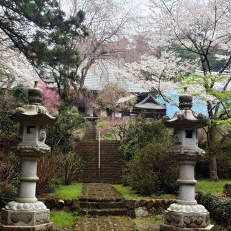 大中寺🛕桜🌸①