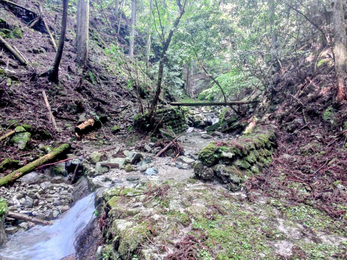 沢をグングン登って行くぞ💪