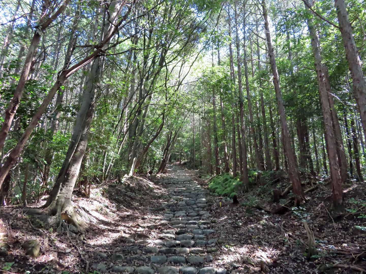熊野古道のように
石段歩き
苔むしていません･･･
登ったら神社があり右へ進みます